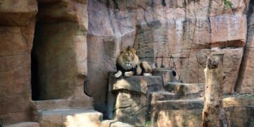 Besplatan ulaz u jedan od najpoznatijih zooloških vrtova u Americi: Brookfield Zoo otvara kapije