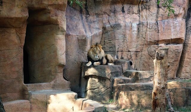 Besplatan ulaz u jedan od najpoznatijih zooloških vrtova u Americi: Brookfield Zoo otvara kapije