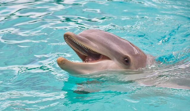 Besplatan ulaz u jedan od najpoznatijih akvarijuma u SAD: Shedd Aquarium objavio datume za 2026. godinu