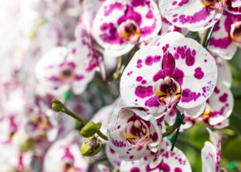 Festival cveća u Čikagu: Orhideje, lava lampe i retro atmosfera koja oduzima dah