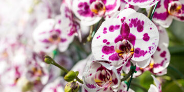 Festival cveća u Čikagu: Orhideje, lava lampe i retro atmosfera koja oduzima dah