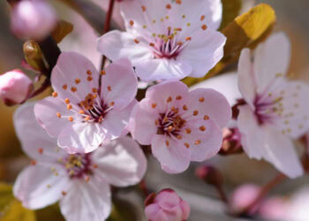 Prolećna ravnodnevica 2026: Prvi dan proleća