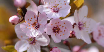 Prolećna ravnodnevica 2026: Kada je prvi dan proleća?