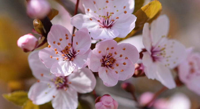 Prolećna ravnodnevica 2026: Kada je prvi dan proleća?