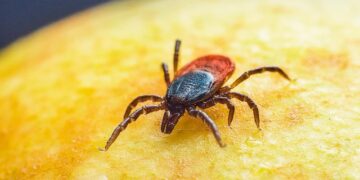 Upozorenje iz CDC-a: Krpelji haraju – broj ujeda u SAD naglo raste, evo kako da se zaštitite na vreme!