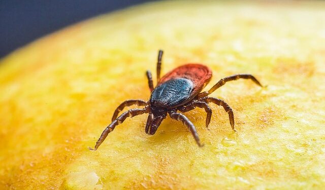 Upozorenje iz CDC-a: Krpelji haraju – broj ujeda u SAD naglo raste, evo kako da se zaštitite na vreme!