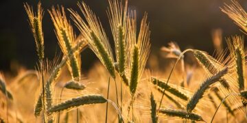 Bez stranih radnika nema hrane: Kako farmeri iz Illinois-a spasavaju proizvodnju uz pomoć H-2A viza