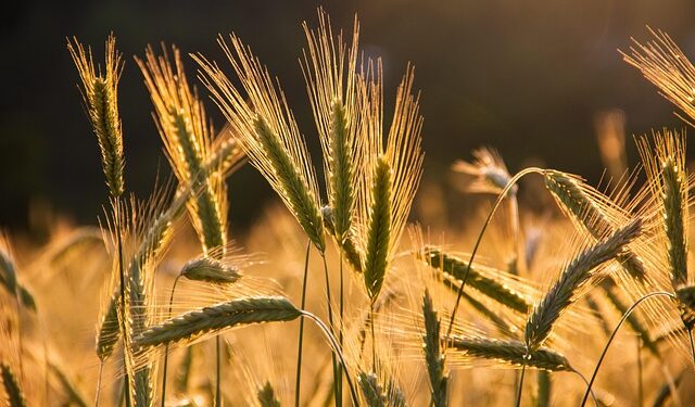 Bez stranih radnika nema hrane: Kako farmeri iz Illinois-a spasavaju proizvodnju uz pomoć H-2A viza