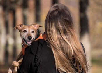 Pomoć za rastuće troškove nege kućnih ljubimaca, poput hrane i veterinarskih računa, dostupna u oblasti Čikaga