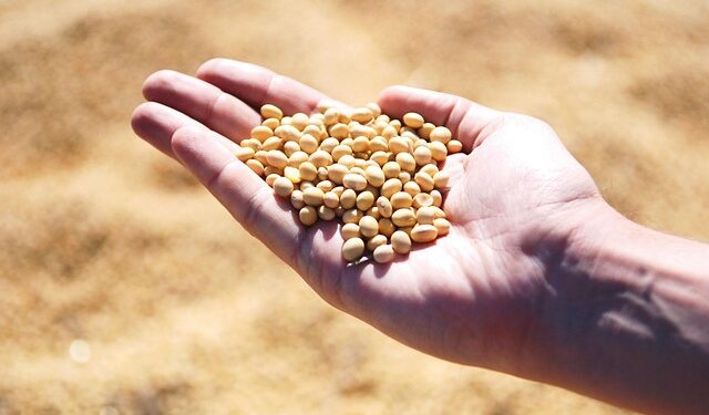 Illinois proizvodi rekordne količine soje, ali je skoro ne jede: Gde nestaje sav rod?